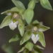 Green-flowered Helleborine - Photo (c) joseproma, some rights reserved (CC BY-NC)