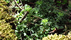 Sedum spathulifolium