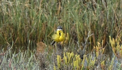 Motacilla flava iberiae