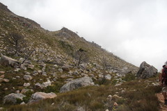 Widdringtonia wallichii