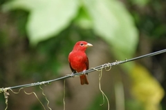 Piranga rubra