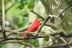 Piranga rubra
