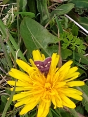 Pyrausta ostrinalis