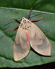 Amerila affinis