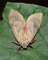Amerila affinis