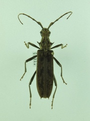 Blosyropus spinosus
