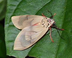 Amerila affinis