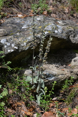 Epipactis kleinii