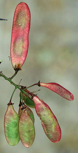 Mexican logwood