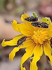 Acmaeodera tubulus