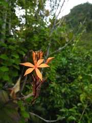 Epidendrum wrightii