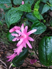 Passiflora orbiculata