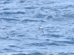 Pterodroma