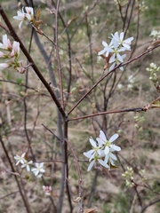 Amelanchier × intermedia
