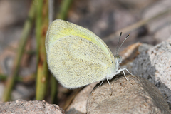 Eurema daira sidonia