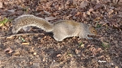 Sciurus carolinensis