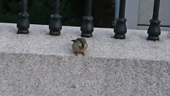Passer domesticus