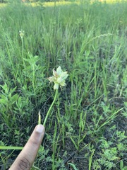 Allium canadense canadense