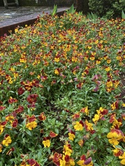 Viola × wittrockiana