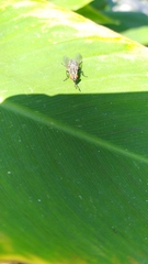 Diptera