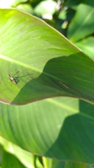 Polybia occidentalis