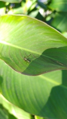 Polybia occidentalis