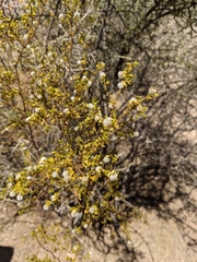 Larrea tridentata
