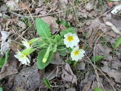 Primula