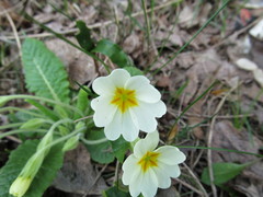 Primula
