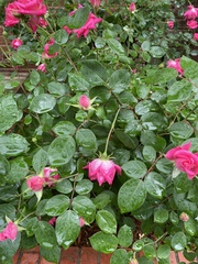 Rosa