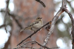 Fringilla coelebs