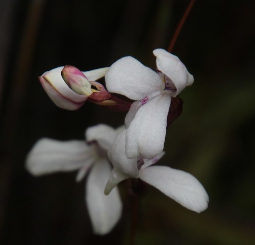 Image of Disa caulescens by (c) Tony Rebelo, some rights reserved (CC BY-SA)