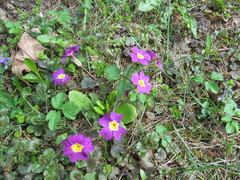 Primula × pruhonicensis