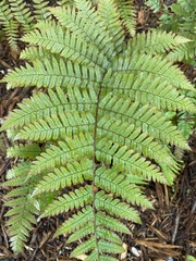 Dryopteris erythrosora