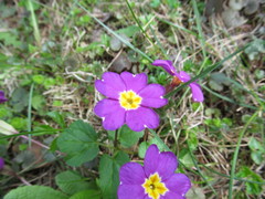 Primula × pruhonicensis