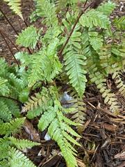 Dryopteris erythrosora