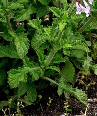 Salvia scabra
