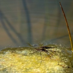 Limnoporus dissortis