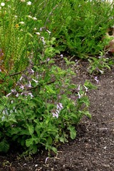 Salvia scabra