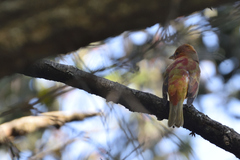 Piranga rubra