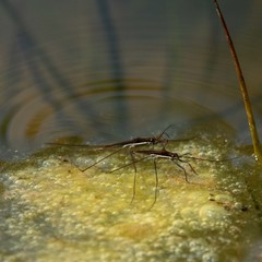 Limnoporus dissortis