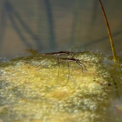 Limnoporus dissortis