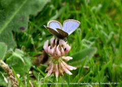 Hemiargus hanno hanno
