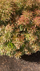 Pieris japonica