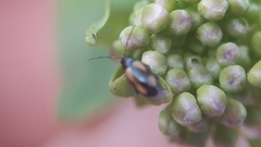 Phyllotreta variipennis