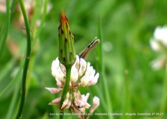 Hemiargus hanno hanno