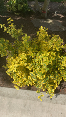 Euonymus japonicus