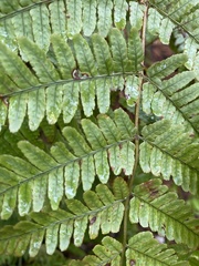 Dryopteris erythrosora