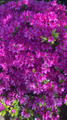 Rhododendron indicum
