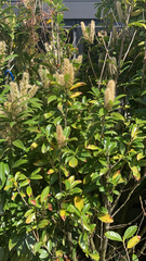Prunus laurocerasus